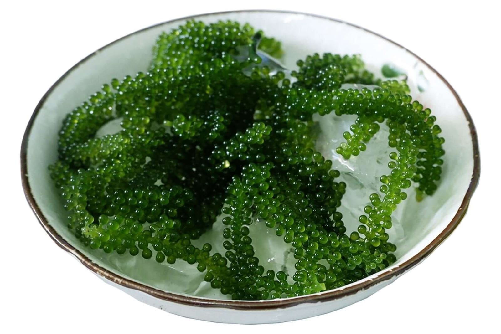 Bảo quản lạnh rong nho với túi đá