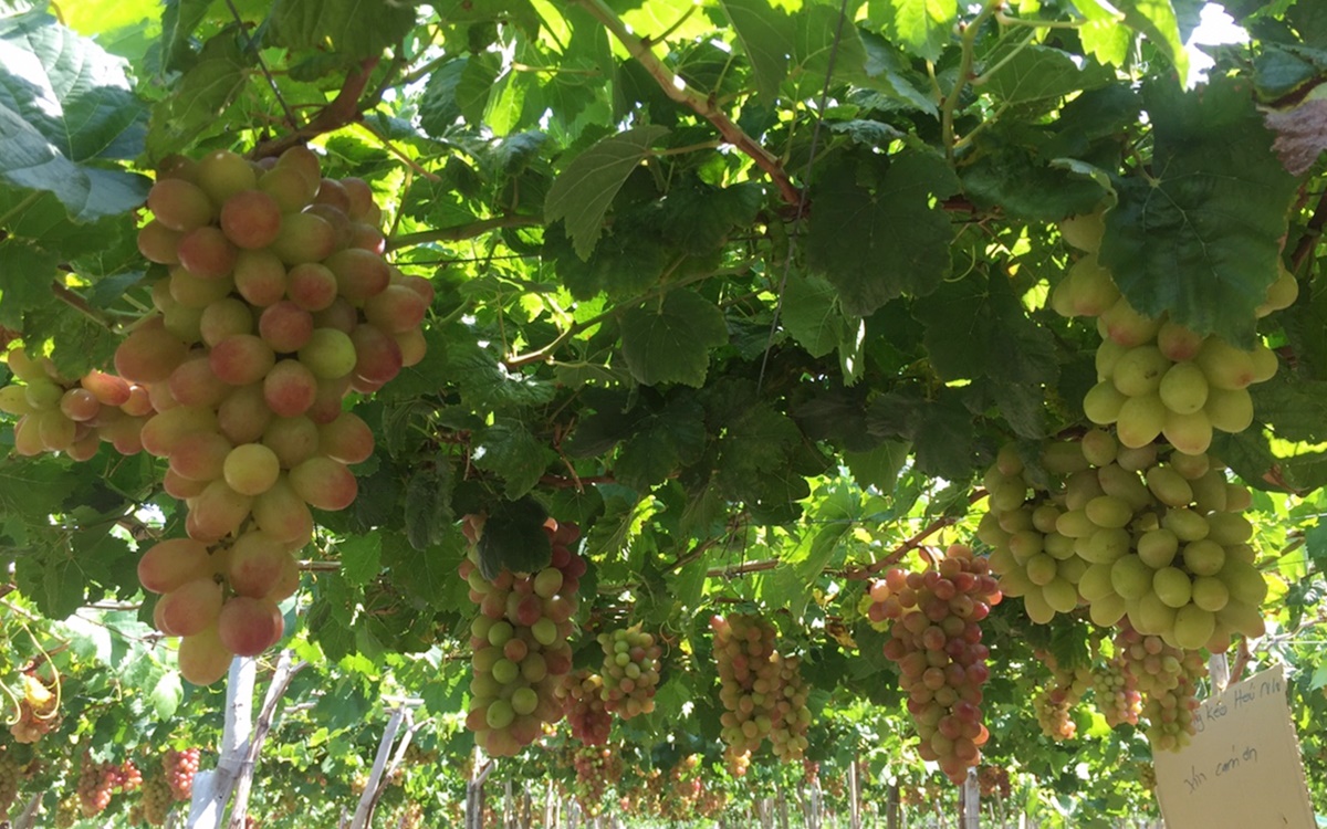 du lịch ninh thuận 1 ngày