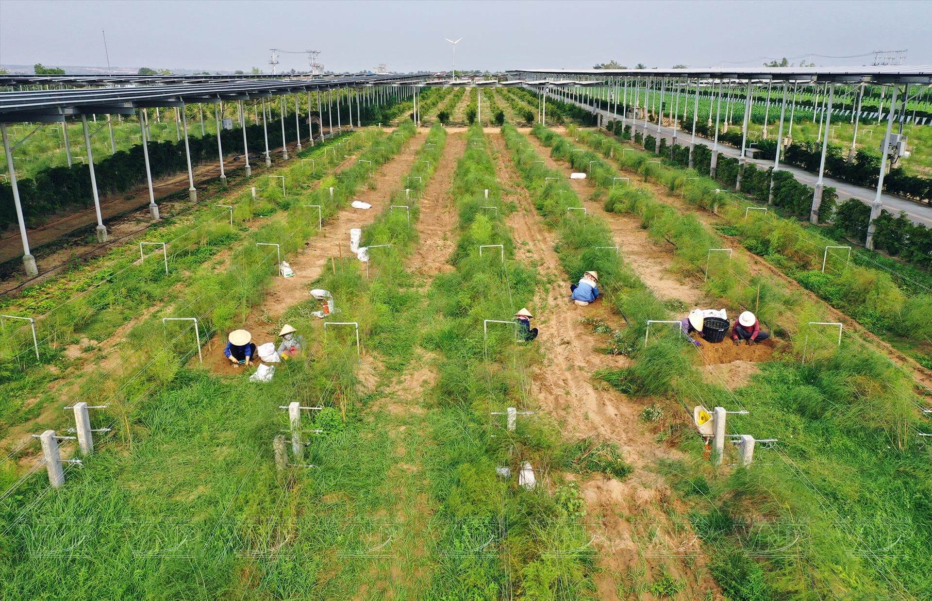 măng tây ninh thuận