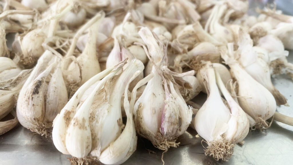 tỏi phan rang