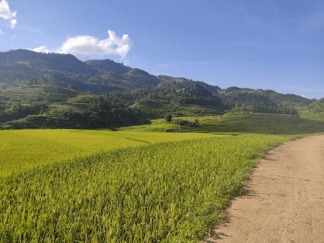 Con đường xanh mát dẫn vào khu núi Đầu Rồng 