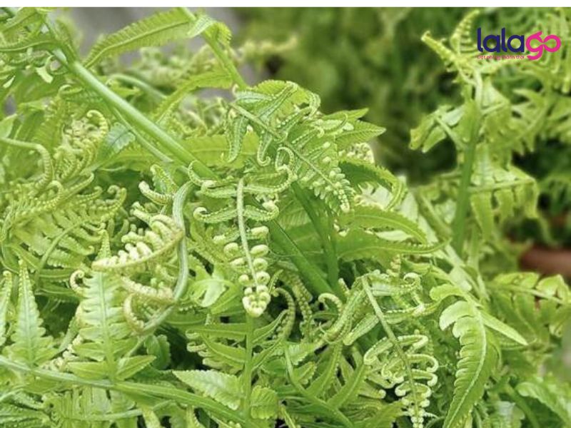 rau dớn tại thác ma hao