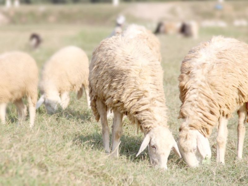 yên thành nghệ an