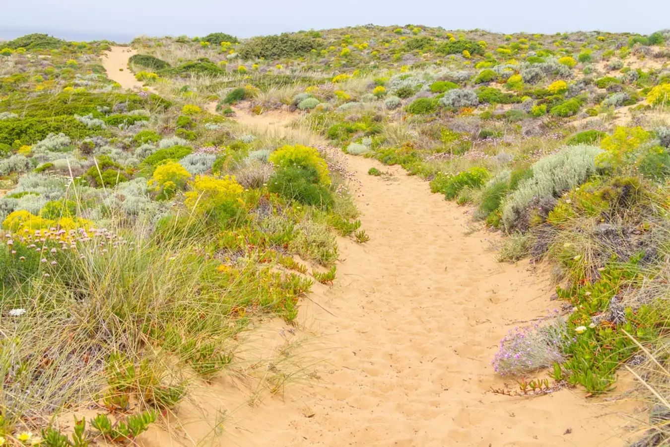 Đồi hoa rực rỡ tại Thạch Hải
