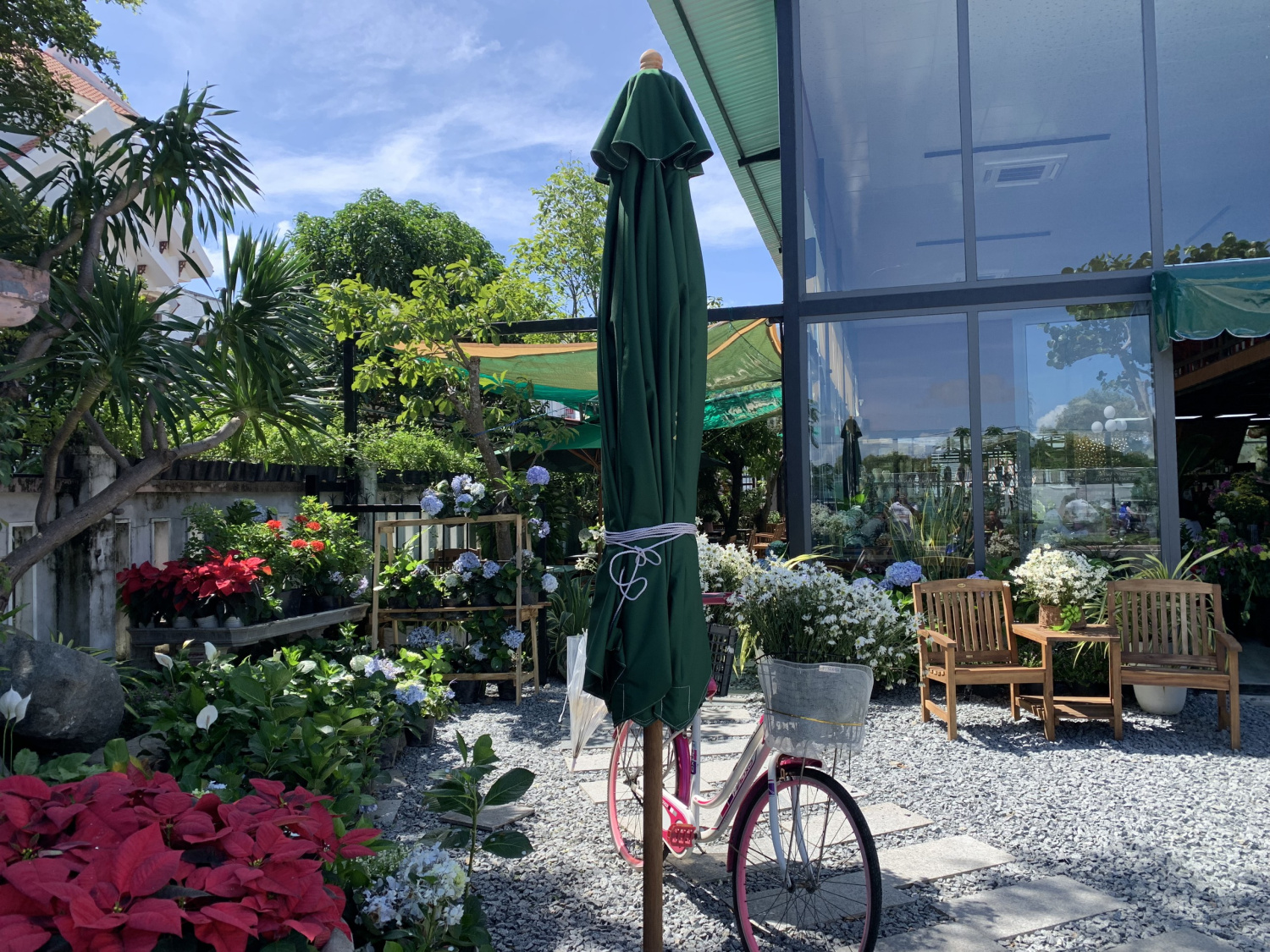 Hydrangea - cà phê Phú Yên với góc cẩm tú cầu nổi tiếng 