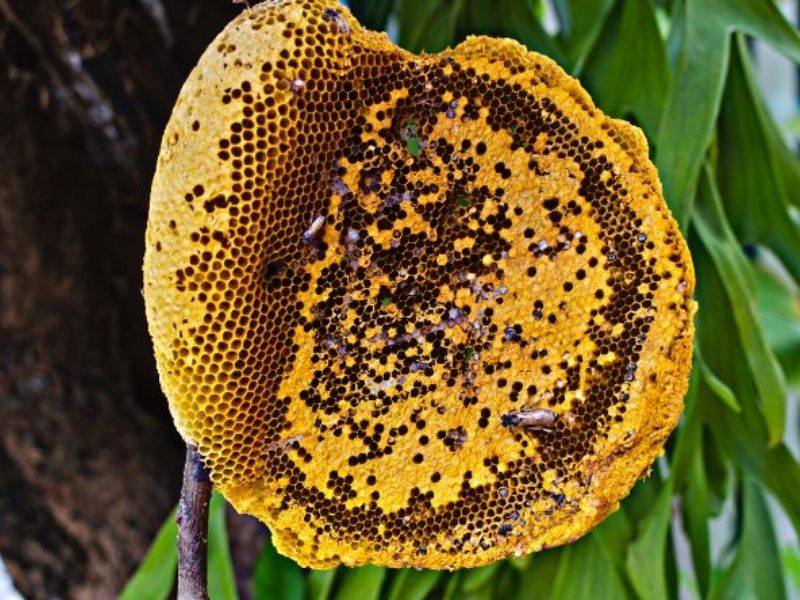 Mật ong rừng Đắk Nông nổi tiếng nhờ hương vị đậm đà, thơm ngậy
