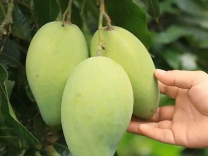 Xoài Đắk Gằn được nhiều người ưa chuộng nhờ vị ngọt thanh
