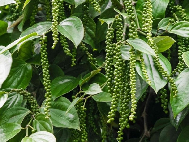 Hạt tiêu Đắk Nông được đánh giá cao nhờ hương thơm mạnh, vị cay nồng