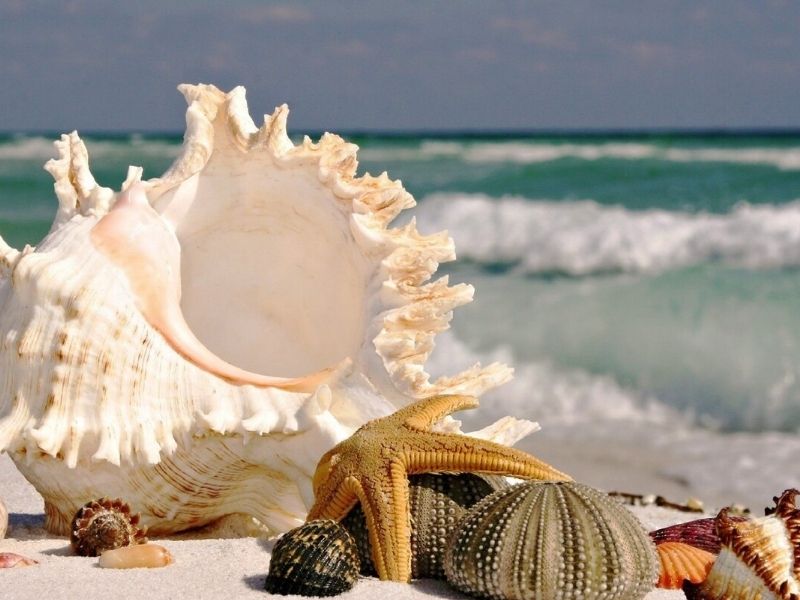 Các sản phẩm thủ công từ vỏ ốc, vỏ sò… là món quà lưu niệm tinh tế, gợi nhớ rõ nét về chuyến du lịch Khánh Hòa
