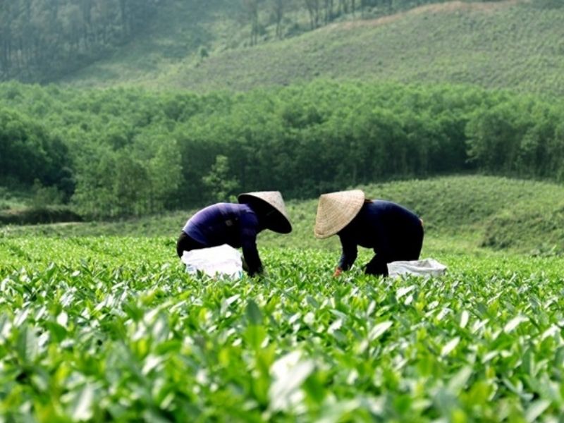 Đồi chè Kỳ Trung điểm du lịch không nên bỏ qua khi tới Hà Tĩnh