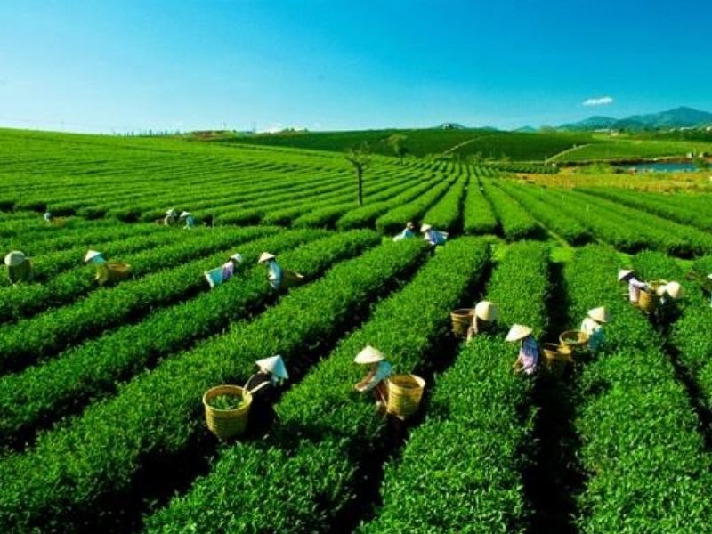 Thời điểm lý tưởng để tham quan đồi chè là từ tháng 2, tháng 3
