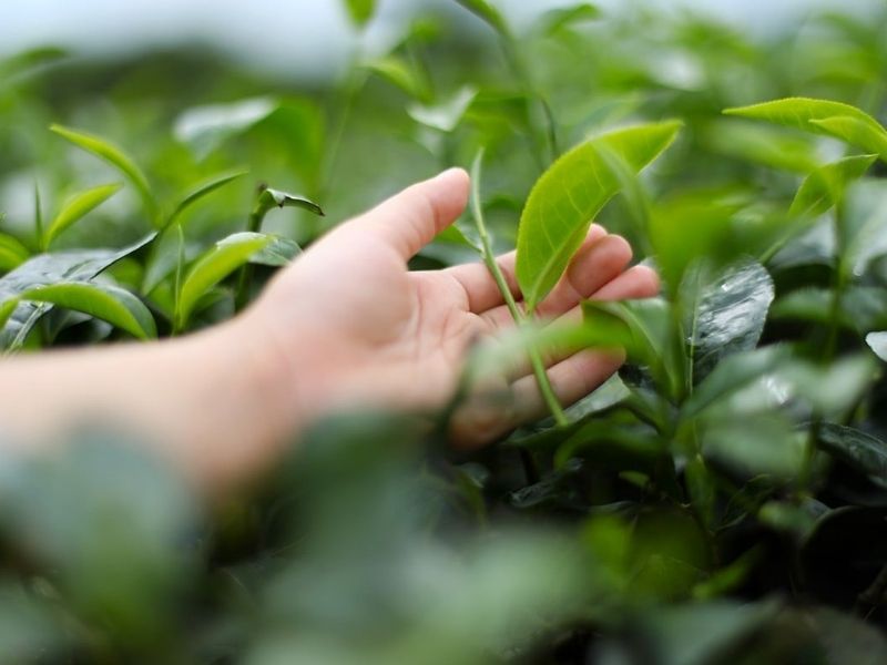 Tham quan đồi chè Kỳ Trung hoàn toàn miễn phí
