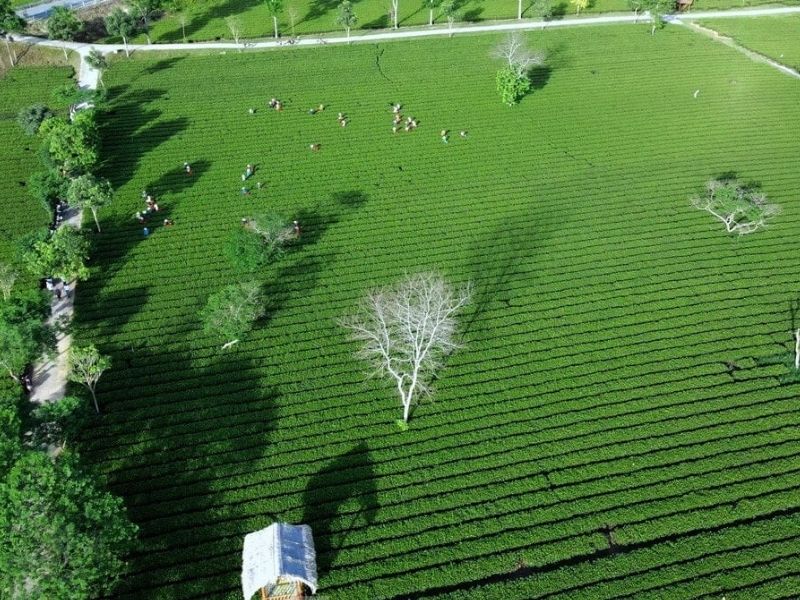 Đồi chè xanh mướt mắt trải dài bất tận
