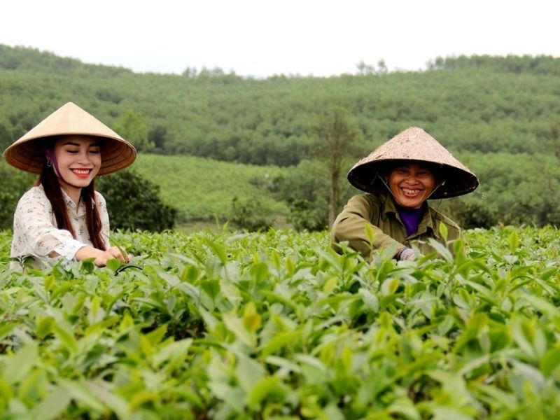 Trải nghiệm thu hoạch chè cùng người dân nơi đây
