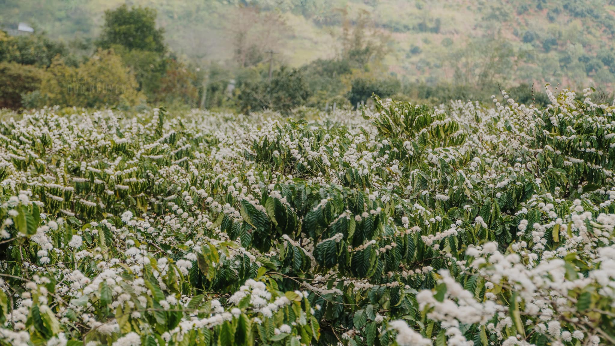 Mùa xuân hoa cafe nở trắng các khu vườn xung quanh Phước Sơn

