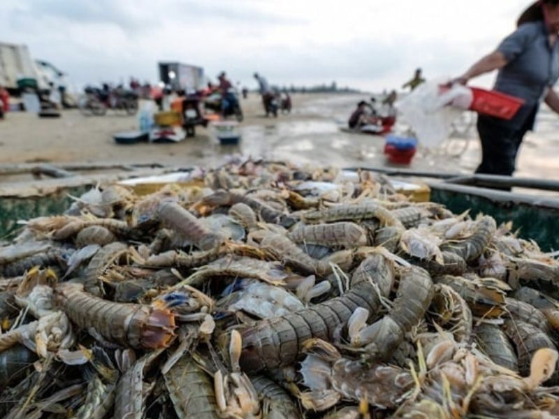 Hải sản tươi sống là đặc sản nổi danh của làng chài Cửa Nhượng