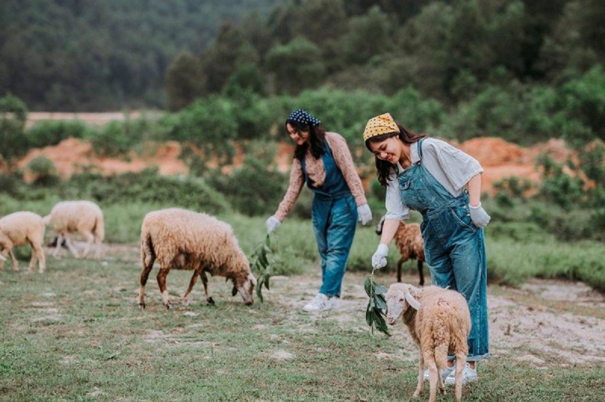 Trải nghiệm cho cừu ăn đầy thú vị
