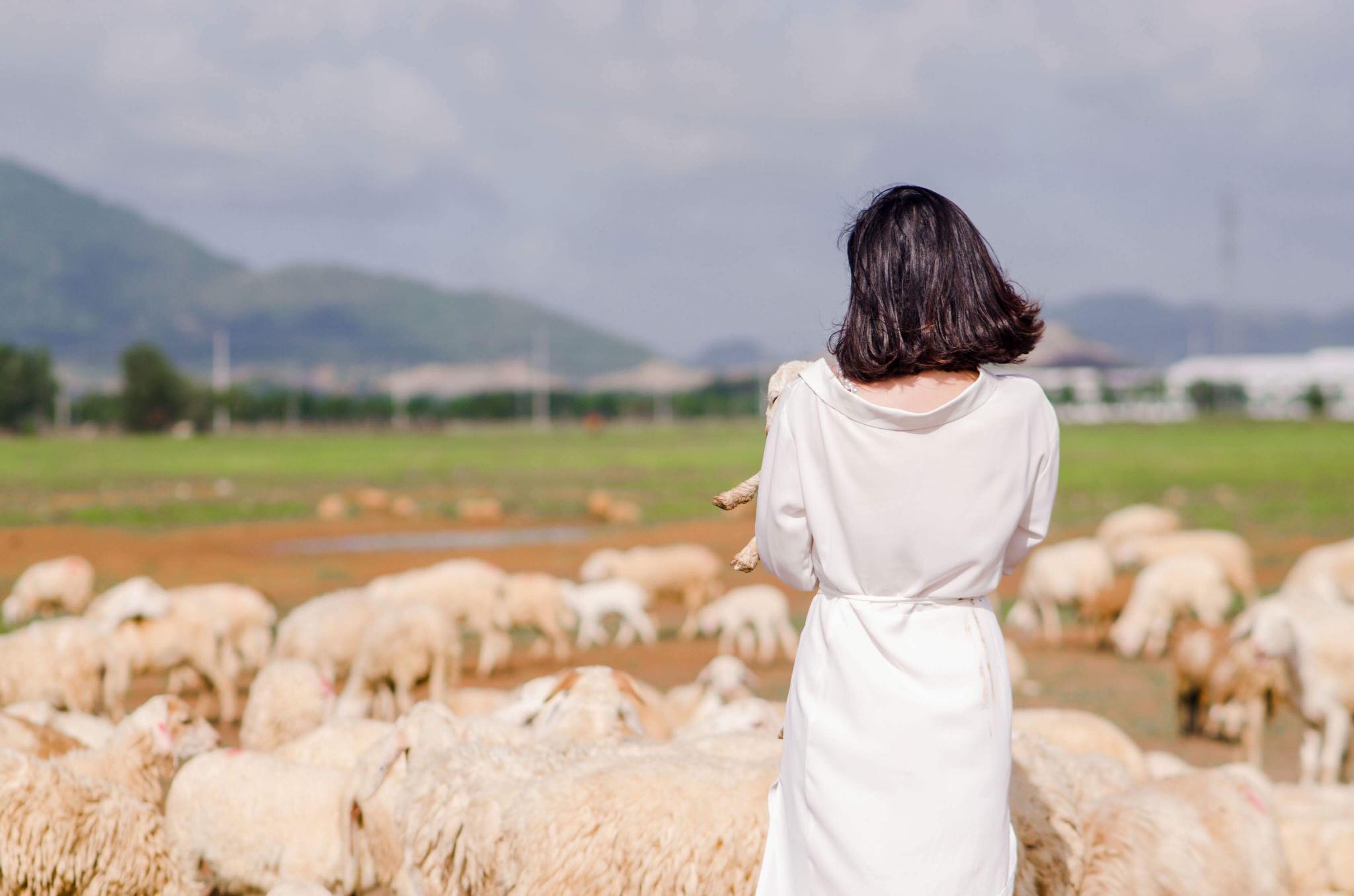 Một buổi chiều yên bình tại trại cừu
