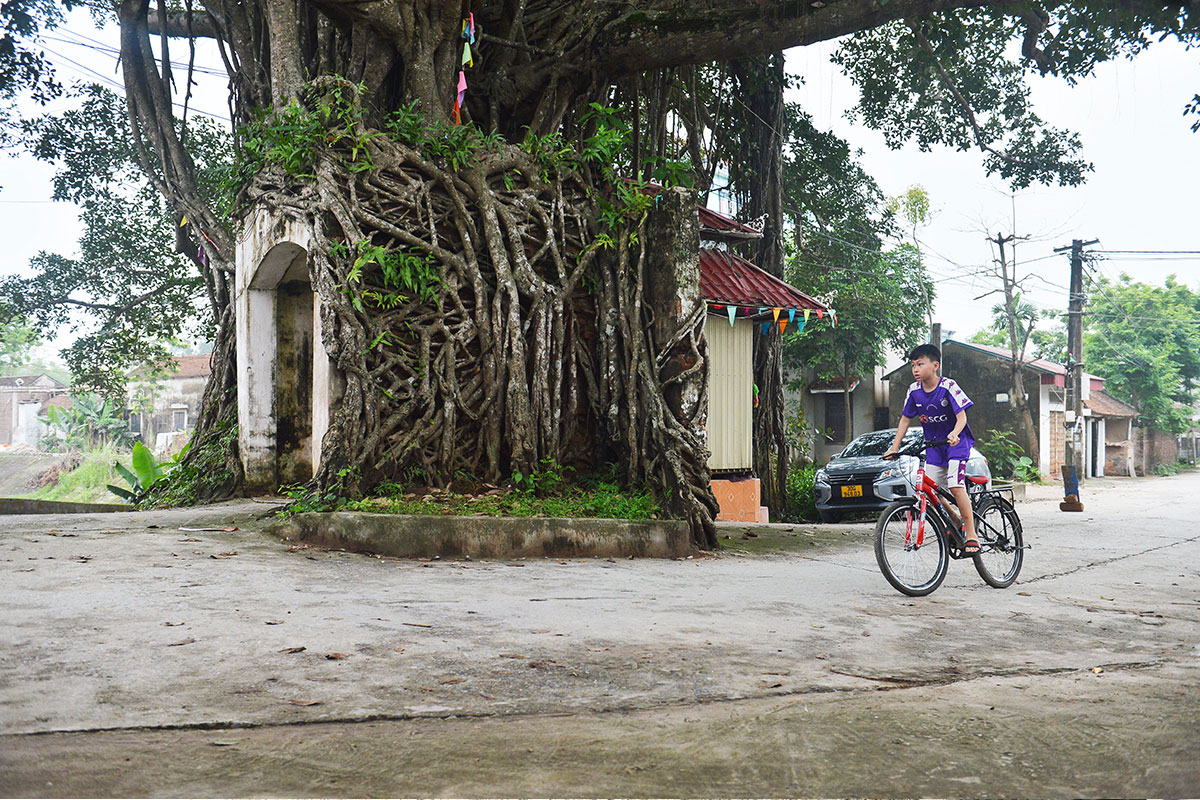 Cây đa cổ thụ đầu làng sum suê, tươi tốt
