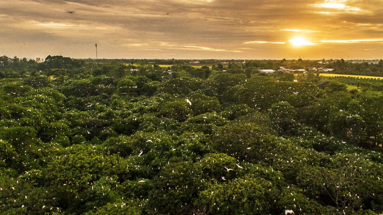 Vườn cò Bằng Lăng nguyên sơ và kỳ vĩ