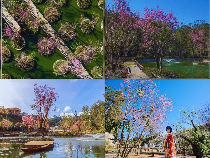 Chiêm ngưỡng sắc hồng của thung lũng mai anh đào mỗi độ xuân về