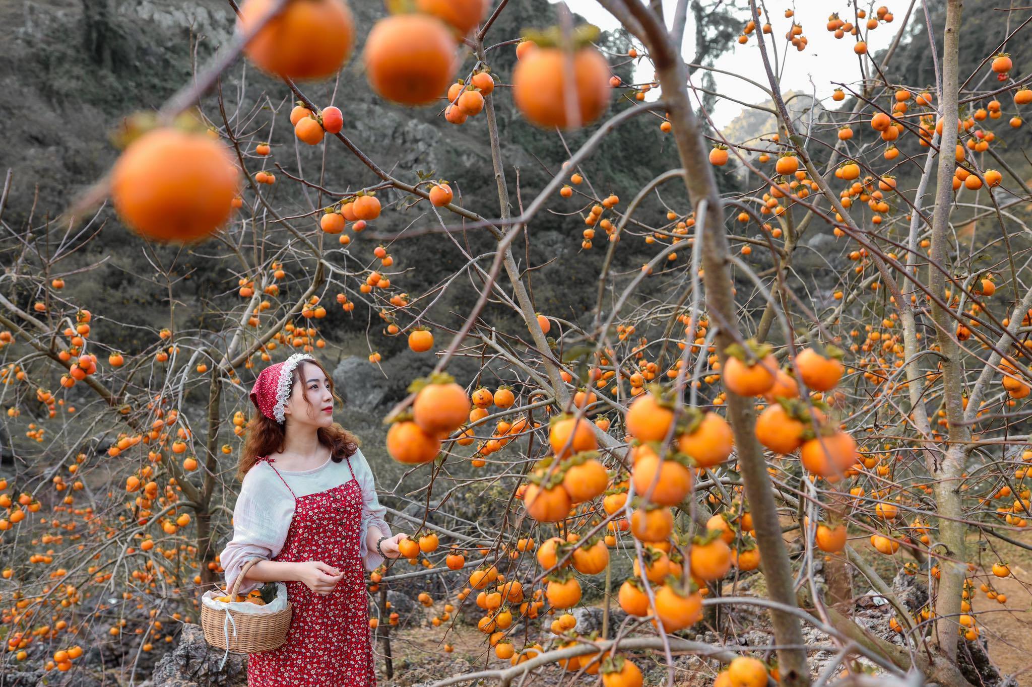 Vườn Lê Phúc nhuộm sắc cam mỗi mùa hồng chín