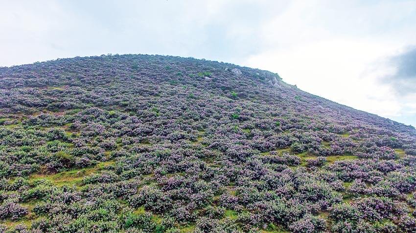 Đồi hoa sim tím mùa hoa nở rực rỡ trên đảo