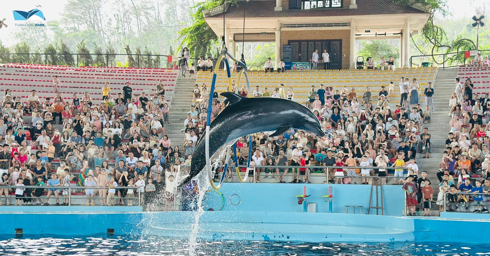 Show diễn cá heo và hải cẩu thông minh luôn là tâm điểm thu hút các gia đình có trẻ nhỏ