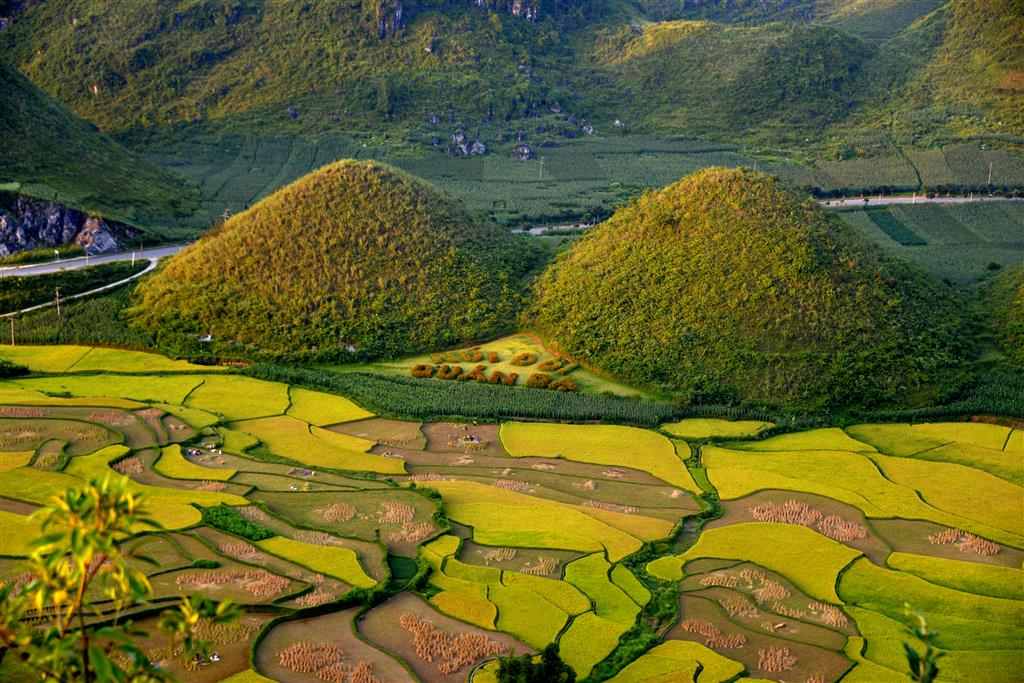 Màu vàng ươm lúa chín của Núi Đôi Quản Bạ