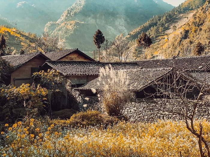 Làng văn hóa Lũng Cẩm nổi bật với những hàng rào đá đặc trưng và cánh đồng hoa tam giác mạch rực rỡ