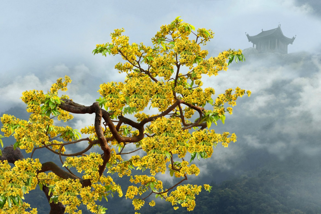 Mai Vàng Yên Tử - thực vật quý hiếm được bảo tồn tại khu rừng