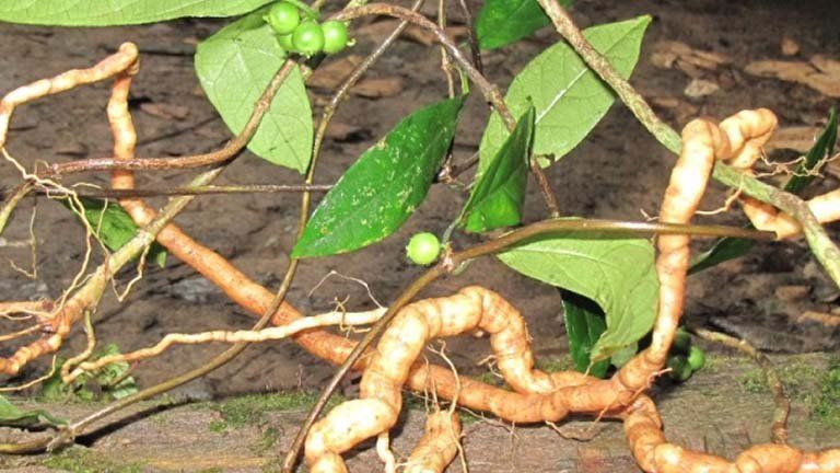 Ba Chẽ còn là thủ phủ của nhiều loại dược liệu khác nhau