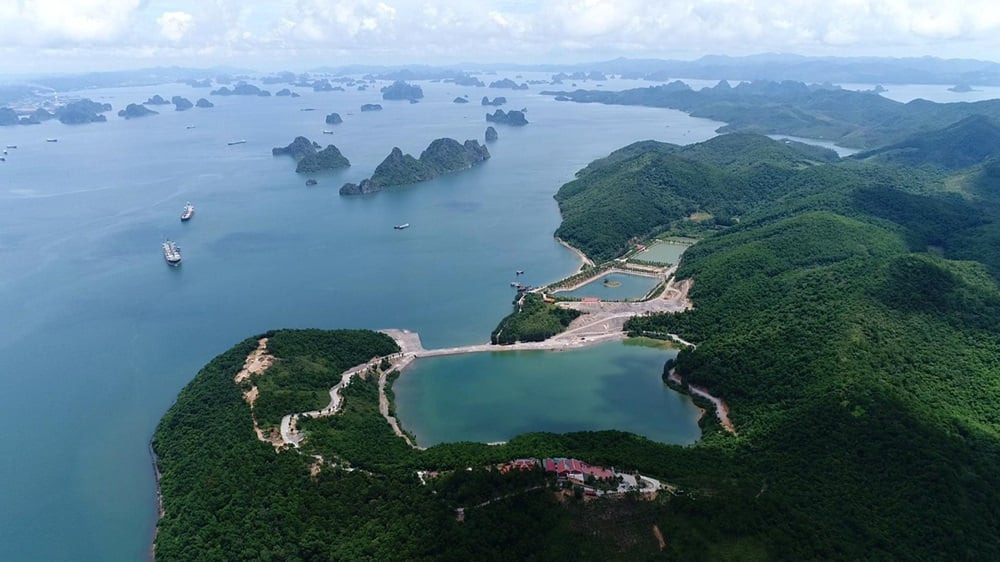 Đảo Thẻ Vàng nằm trong quần thể vịnh Bái Tử Long