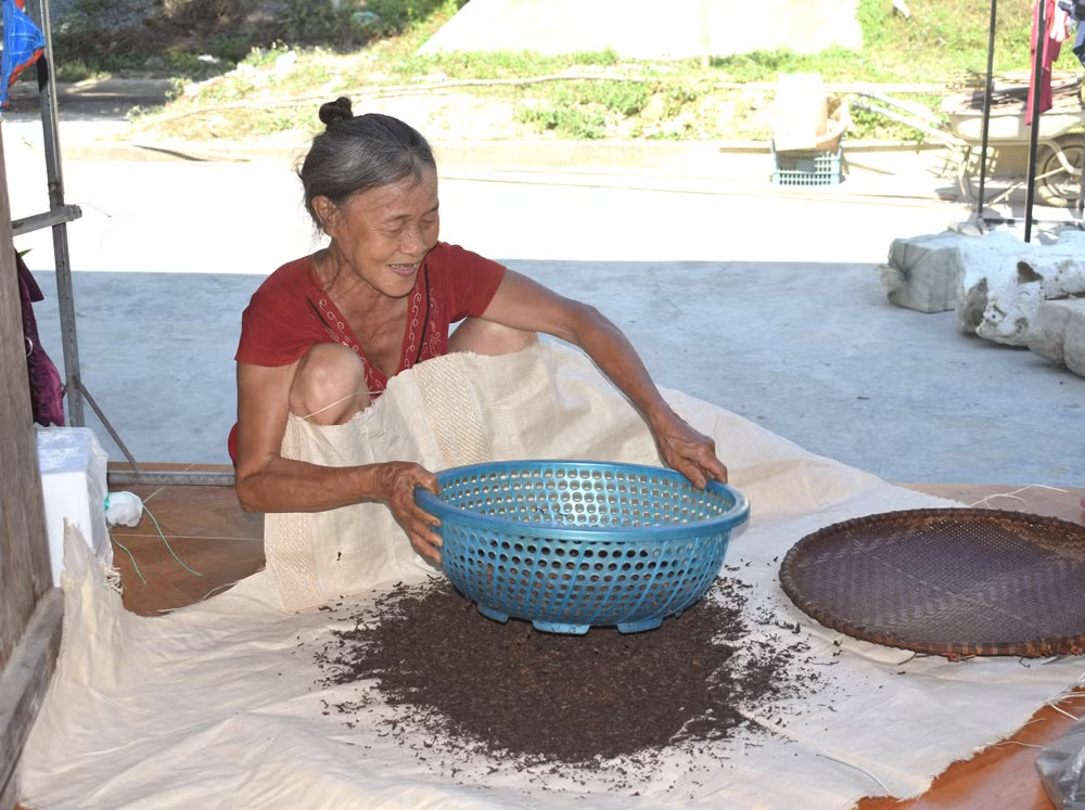 Chè Vân - đặc sản từ những cây chè cổ thụ mọc tự nhiên trên đảo 