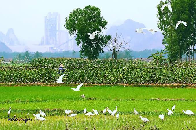Không gian sống thanh bình, trù phú của các làng quê đảo Hà Nam