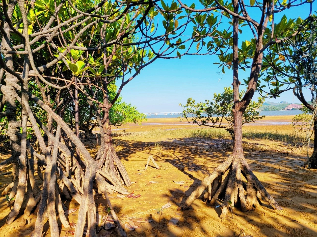 Thủy triều xuống lộ ra cả rừng cây và dải cát vàng mịn 
