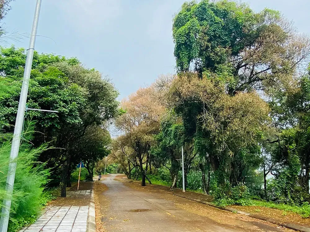 Rừng chõi đóng vai trò như lớp phòng hộ tự nhiên