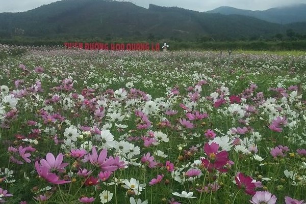 Rừng cúc bướm tạo một không gian tươi mới