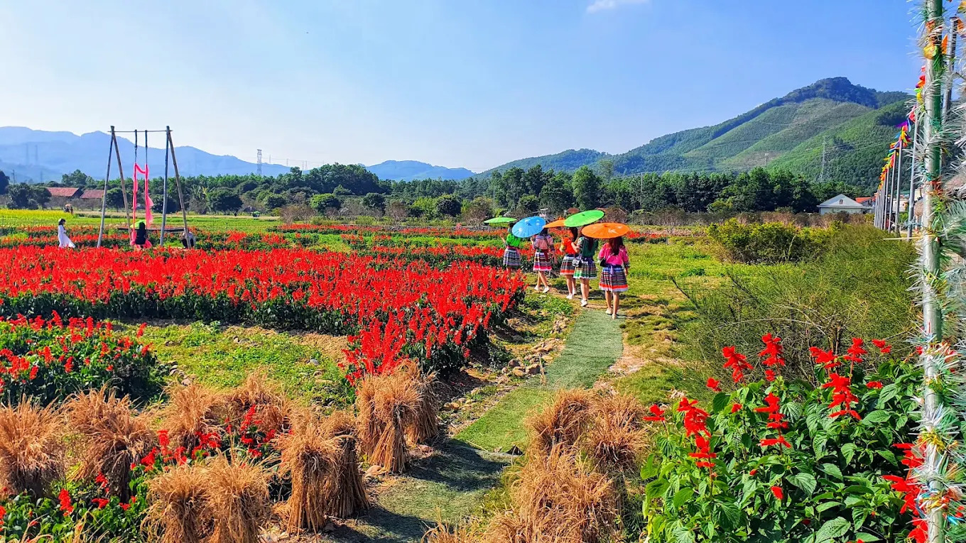 Thời điểm đâu xuân là lúc vô số loài hoa xuân tại trang trại đồng loạt khoe sắc