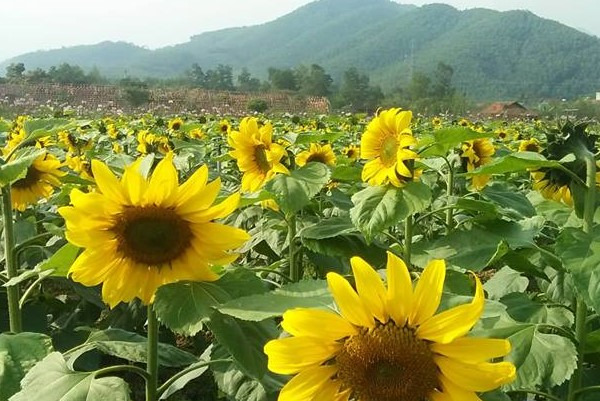 Khu du lịch còn nổi tiếng với những cánh đồng hoa hướng dương