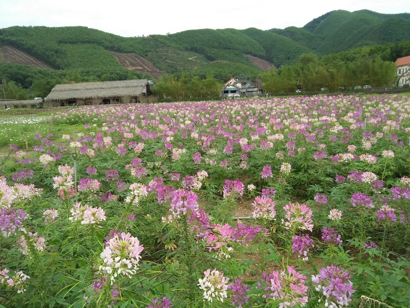Cuối năm là thời điểm nở rộ của cánh đồng hoa tam giác mạch